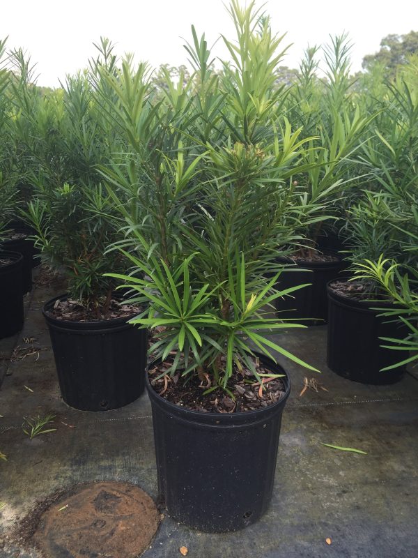 Japanese Yew - Image 2