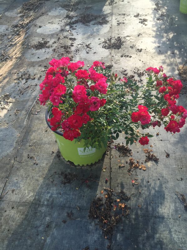 Red Double Knock Out Rose™ - Image 4