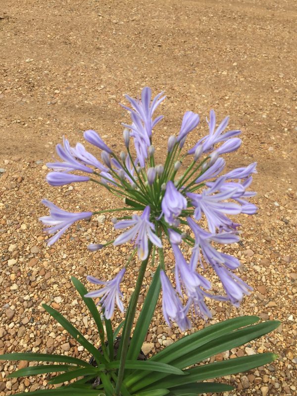 Blue Agapanthus - Image 3