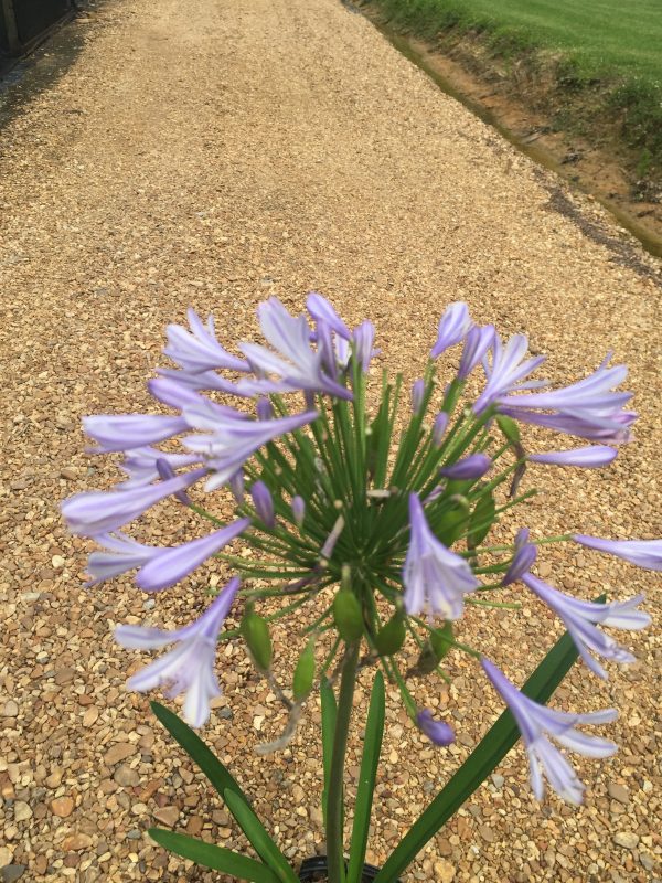 Blue Agapanthus - Image 5