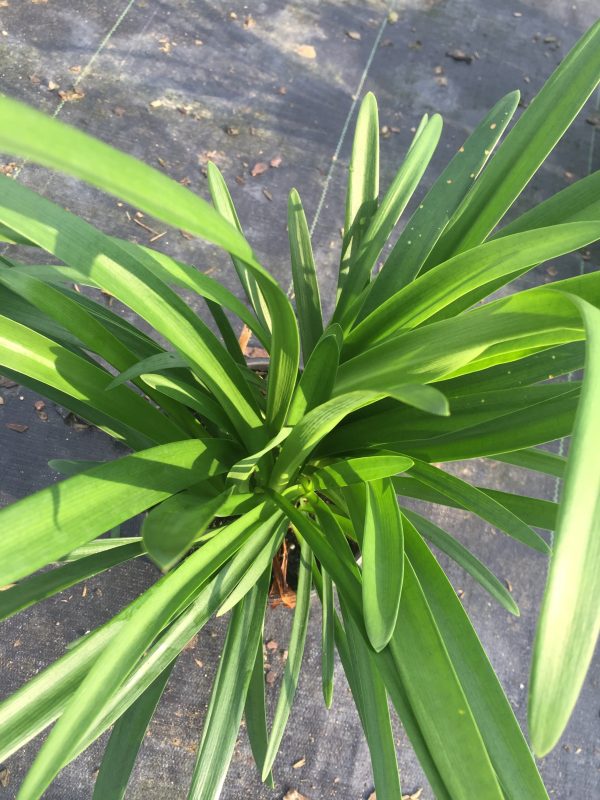 Blue Agapanthus - Image 6