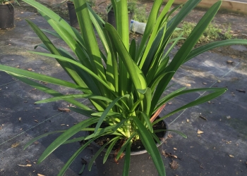 Blue Agapanthus
