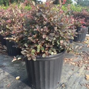 Loropetalum