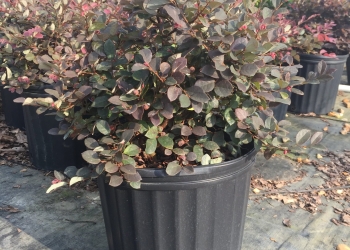 Loropetalum