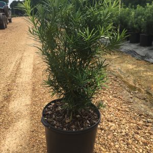 Japanese Yew