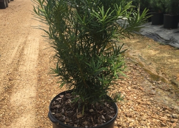 Japanese Yew