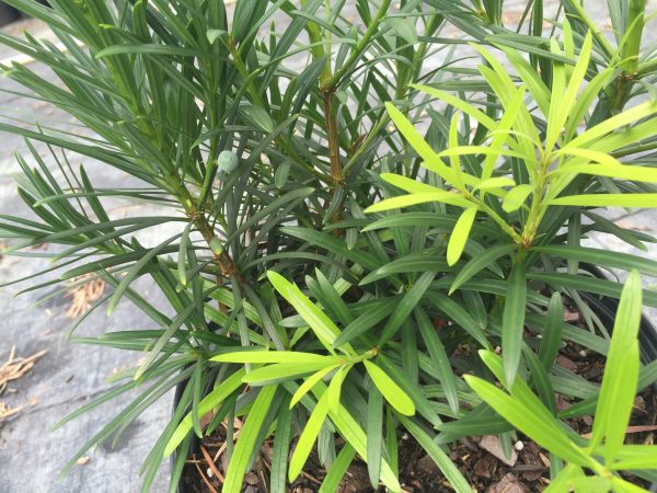Japanese Yew - Image 4