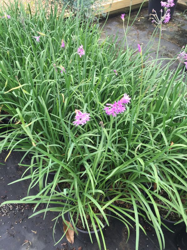 Society Garlic - Image 5
