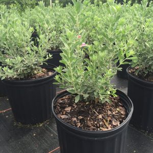 Texas Sage