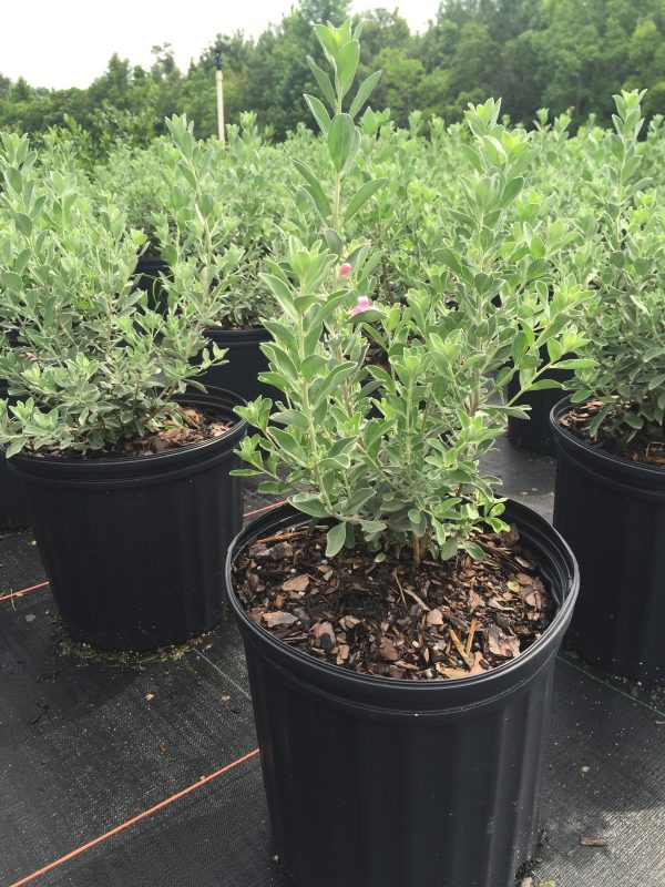 Texas Sage