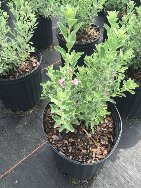 Texas Sage - Image 2