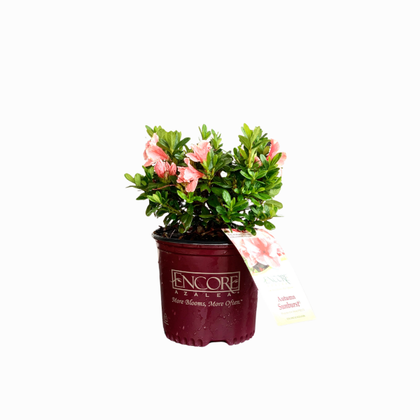 Autumn Sunburst Azalea - Image 2