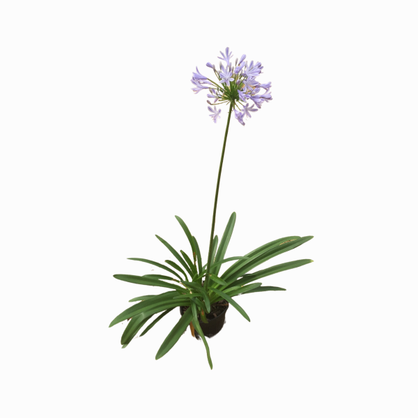 Blue Agapanthus - Image 4