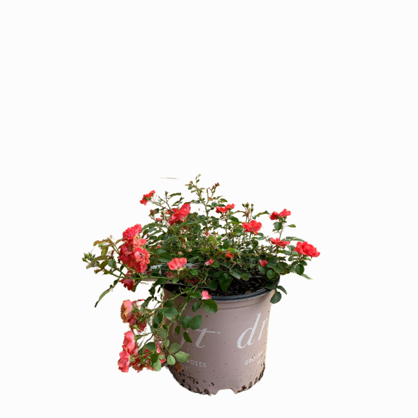 Coral Drift Rose™ - Image 3