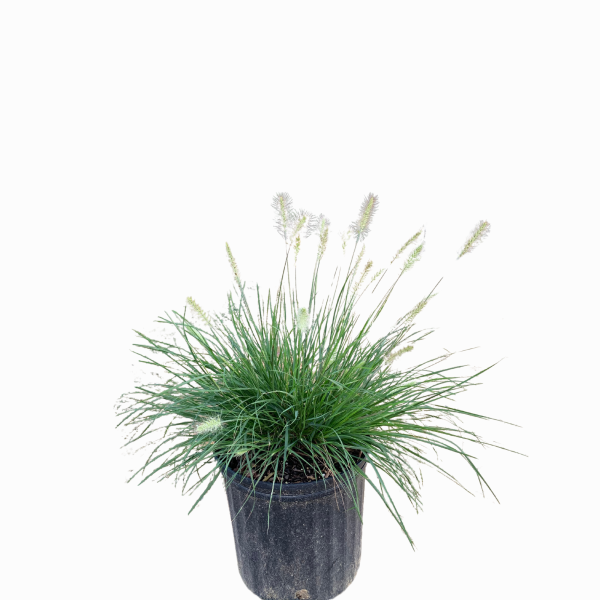 Dwarf Hameln - Image 2
