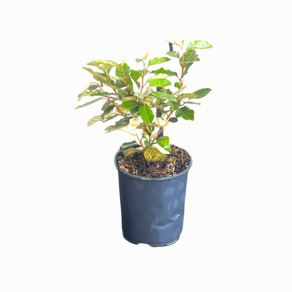 Elaeagnus - Image 7