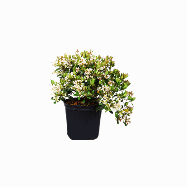 Clara Indian Hawthorn - Image 2