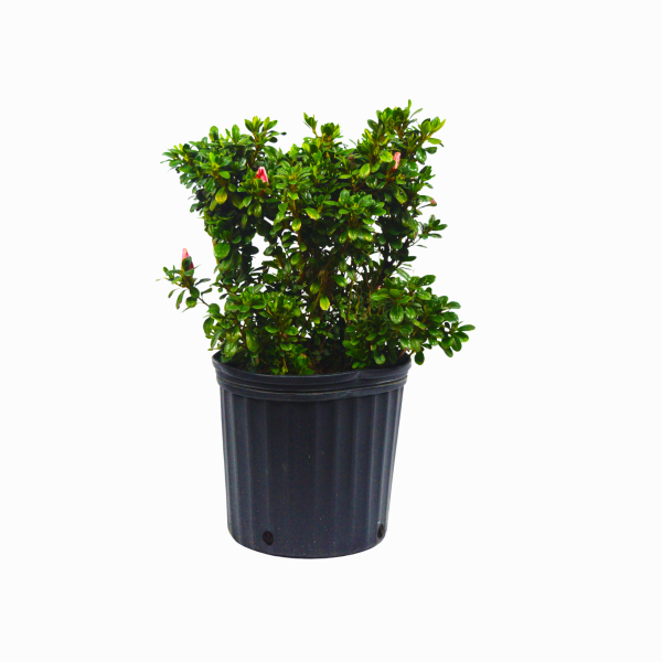 Conversation Piece Azalea - Image 2