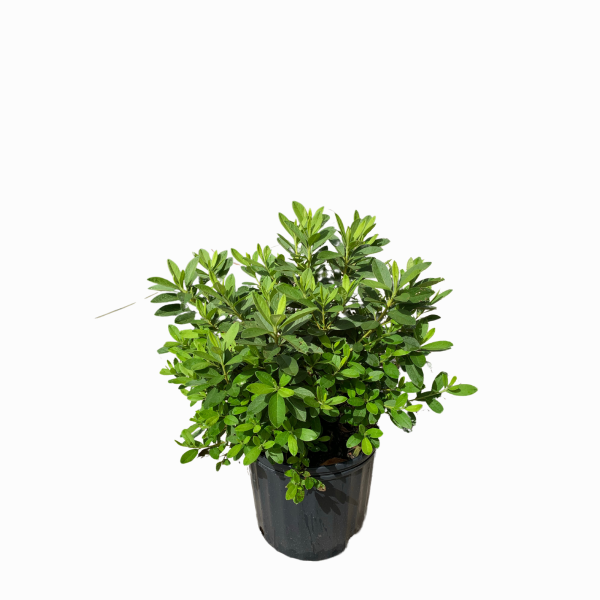 George Tabor Azalea - Image 2