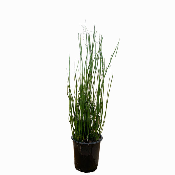 Horse Tail Reed - Image 4
