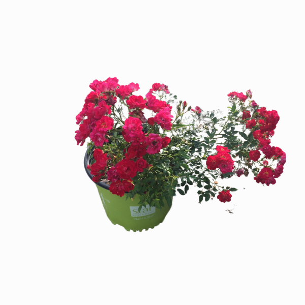 Red Double Knock Out Rose™ - Image 3