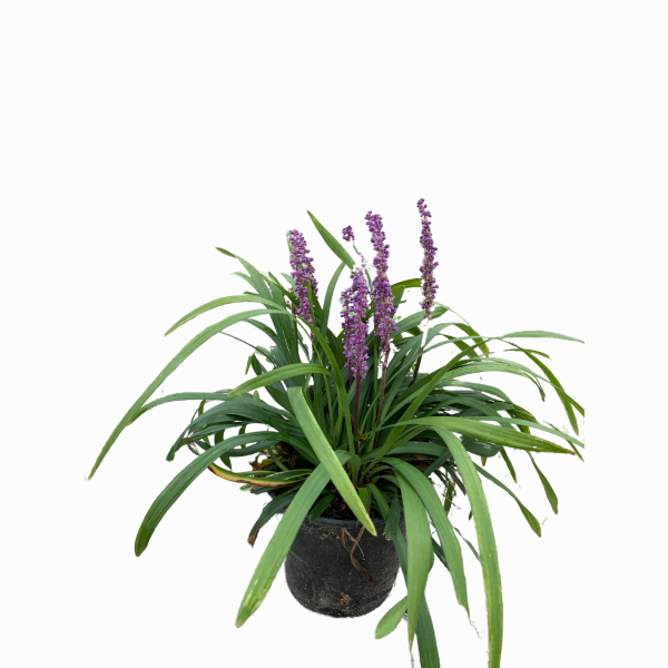 Royal Purple - Image 4