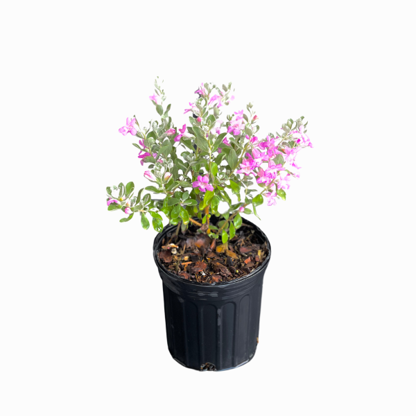 Texas Sage - Image 3