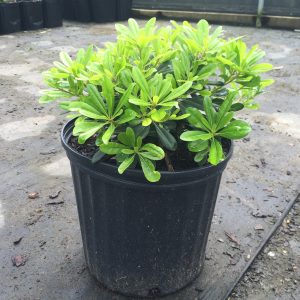 Wheeler's Dwarf Pittosporum