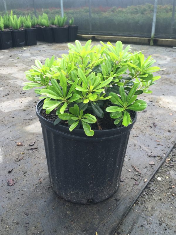 Wheeler's Dwarf Pittosporum