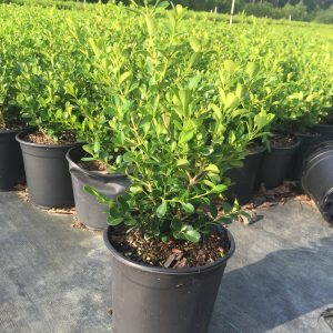 Wintergreen Boxwood