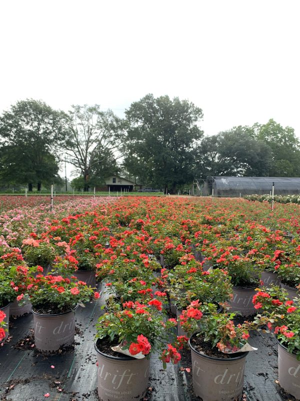 Coral Drift Rose™ - Image 2