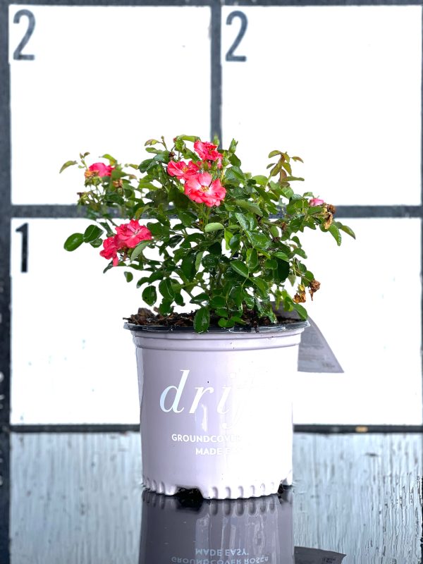 Coral Drift Rose™ - Image 4