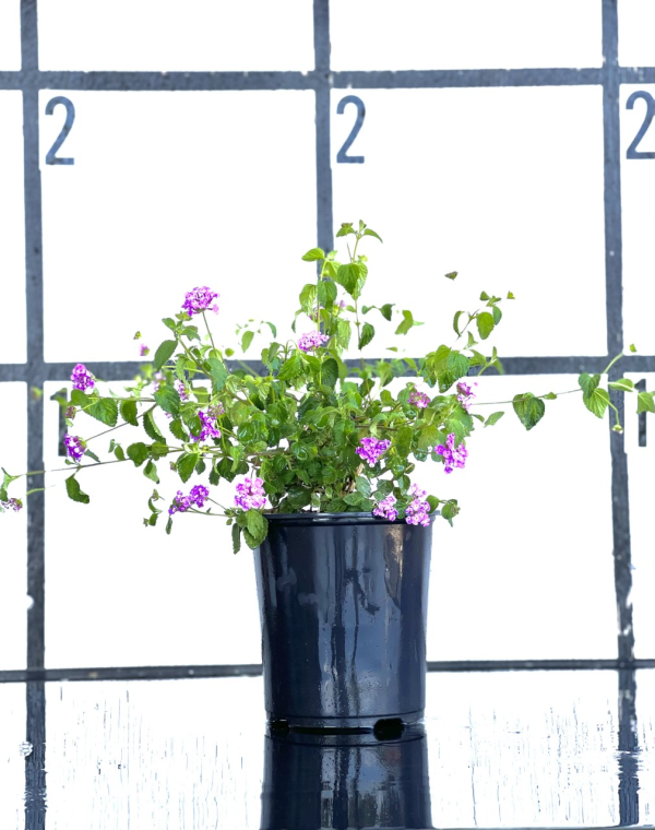Purple Trailing Lantana - Image 5