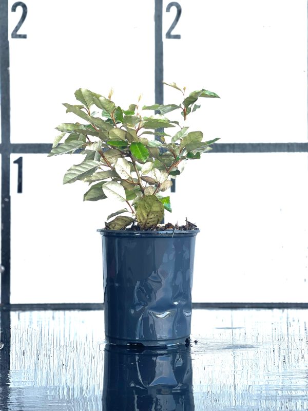 Elaeagnus - Image 6