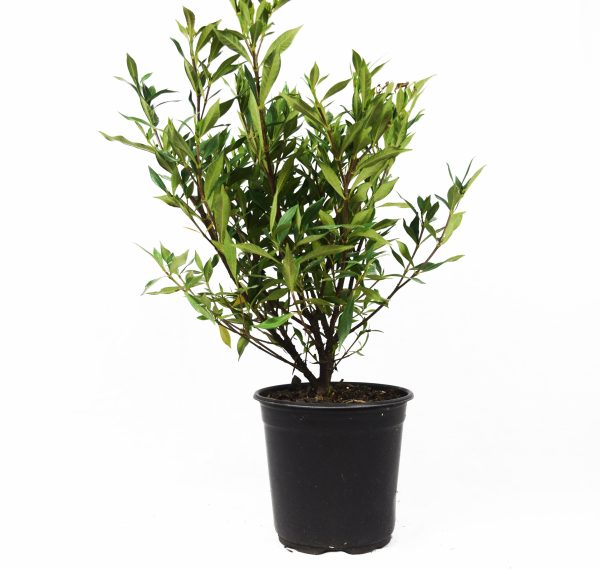Frost Proof Gardenia - Image 3