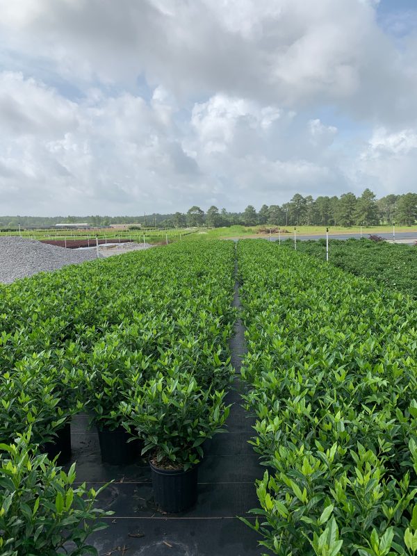 Frost Proof Gardenia - Image 7
