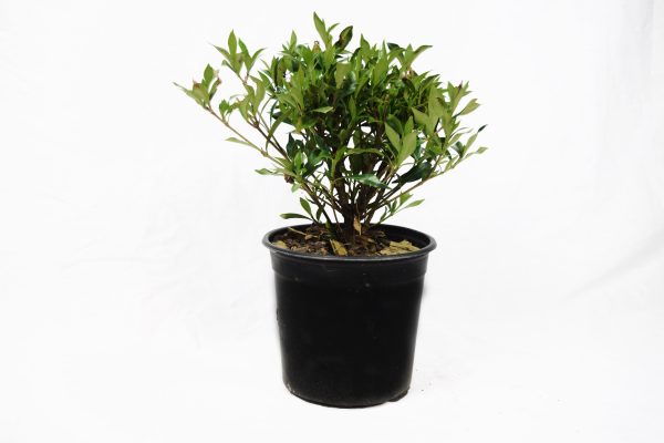 Dwarf Gardenia Radican - Image 3