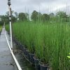 Horse Tail Reed - Image 2