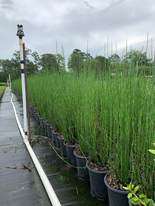 Horse Tail Reed - Image 2
