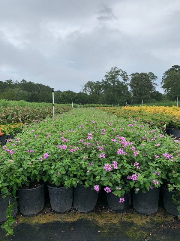 Purple Trailing Lantana - Image 3
