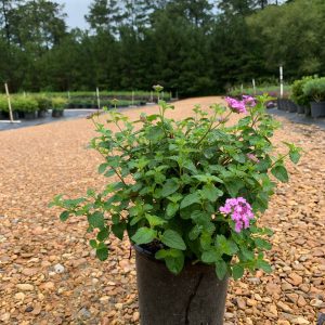 Purple Trailing Lantana