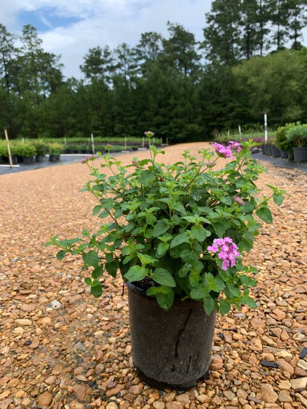 Purple Trailing Lantana