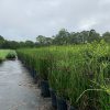Horse Tail Reed - Image 3