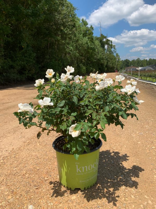 White Knock Out Rose™ - Image 2