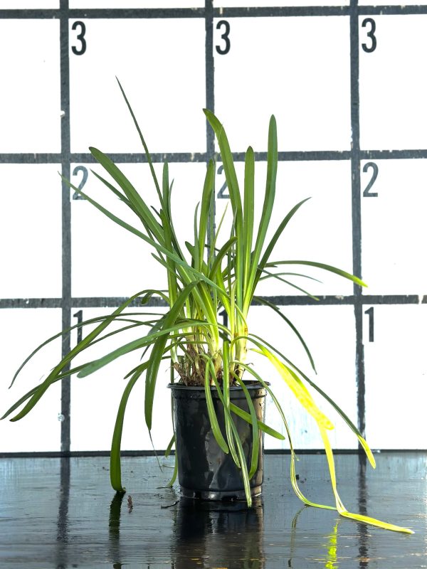 Blue Agapanthus - Image 8