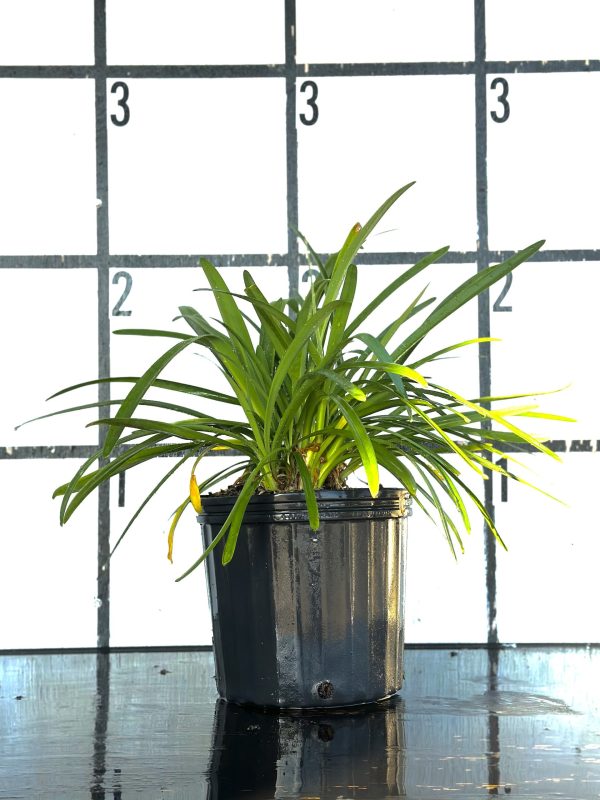Blue Agapanthus - Image 7