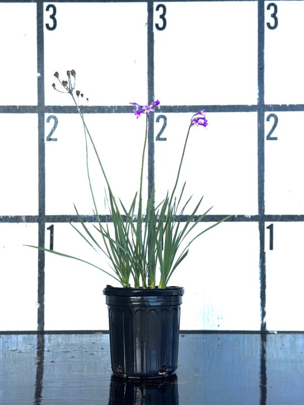 Society Garlic - Image 3