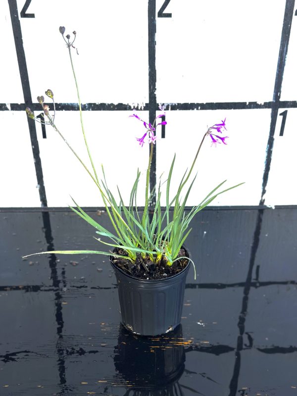 Society Garlic - Image 4