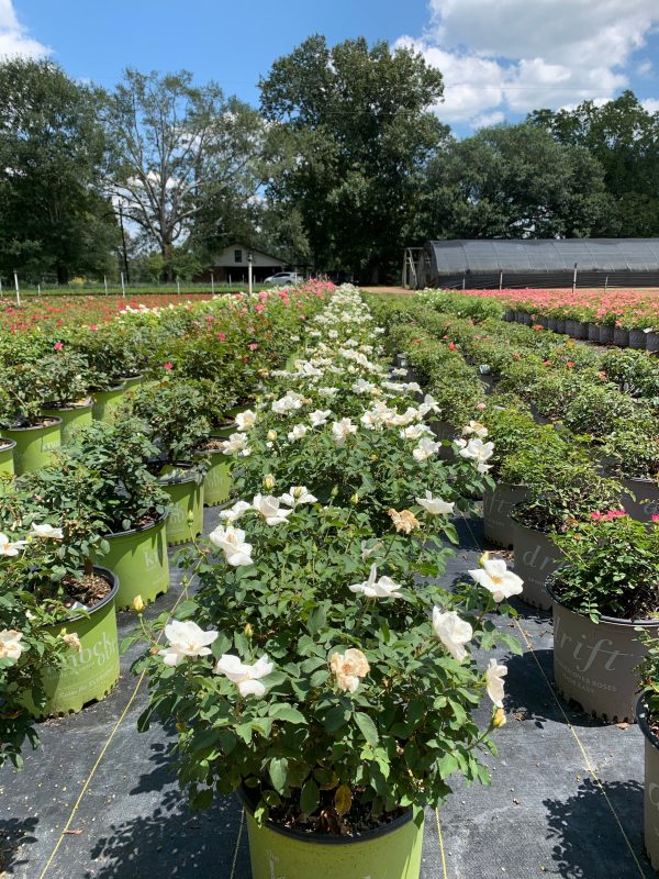 White Knock Out Rose™ - Image 5
